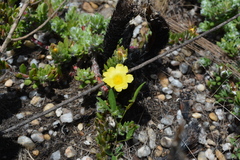 Portulaca hirsutissima