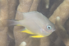 Amblyglyphidodon orbicularis