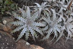 Dyckia goehringii