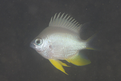 Amblyglyphidodon orbicularis