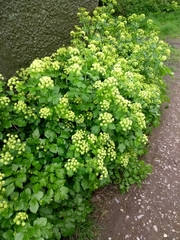 Angelica archangelica