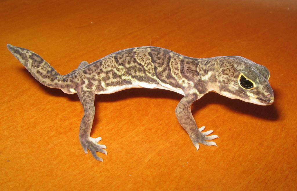 Boettger's Strong-Clawed Gecko