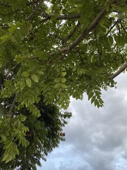 Juglans neotropica