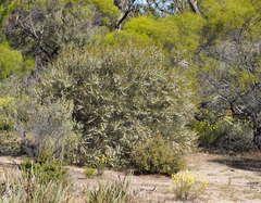 Hakea mitchellii