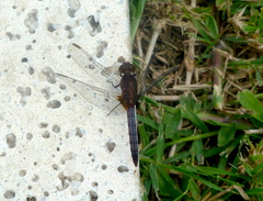 Erythrodiplax melanorubra