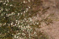 Hakea mitchellii