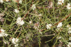 Hakea mitchellii