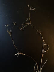 Rhynchospora scirpoides