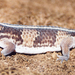 African Fat-tailed Geckos - Photo (c) anonymous, some rights reserved (CC BY-SA)