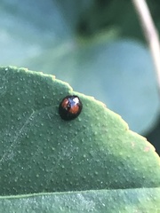Argopistes coccinelliformis