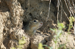 Spermophilus citellus