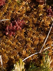Sphagnum beothuk
