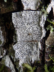 Phaeographis dendritica