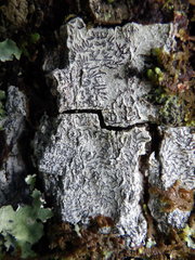 Phaeographis dendritica