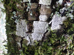 Phaeographis dendritica