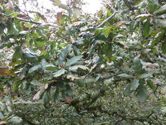 Phaeographis dendritica