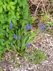 Muscari