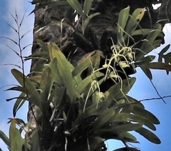 Brassia