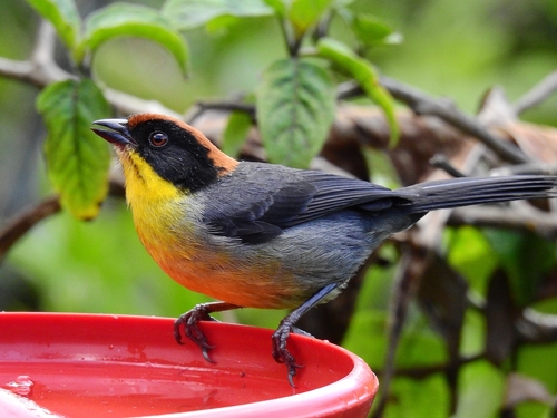 Yellow-breasted Brushfinch (Atlapetes latinuchus), photo 9