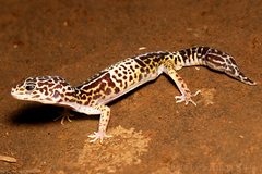 Western Indian Leopard Gecko photo 2