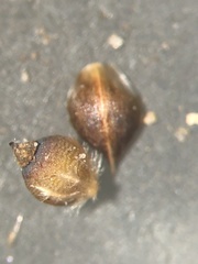 Rhynchospora plumosa