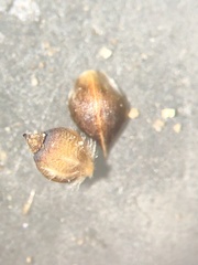 Rhynchospora plumosa