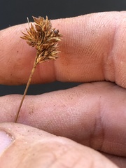 Rhynchospora plumosa