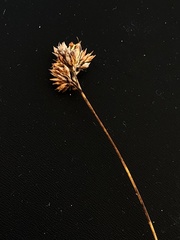 Rhynchospora plumosa