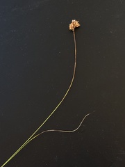 Rhynchospora plumosa