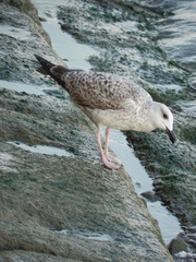 Larus michahellis
