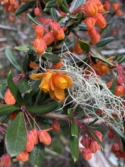 Berberis trigona