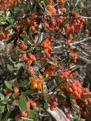 Berberis trigona