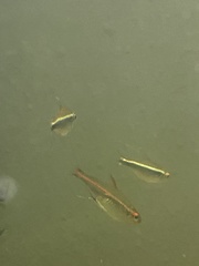 Hyphessobrycon herbertaxelrodi