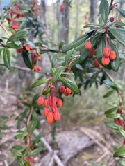 Berberis trigona