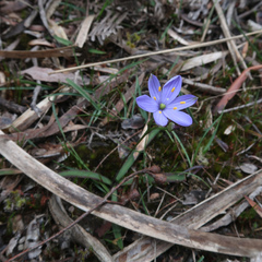 Chamaescilla corymbosa