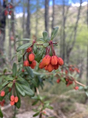Berberis trigona