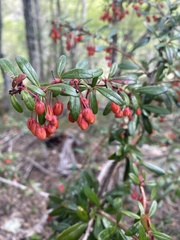 Berberis trigona