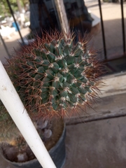 Mammillaria