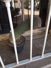 Mammillaria