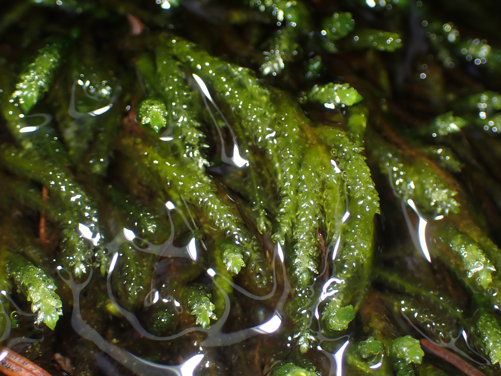 Scleropodium