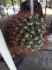 Mammillaria