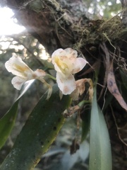 Rodriguezia granadensis