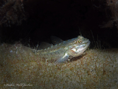 Coryphopterus glaucofraenum