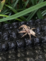 Metaphidippus siticulosus