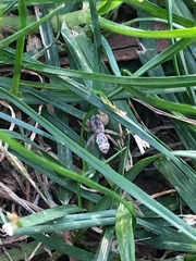 Metaphidippus siticulosus