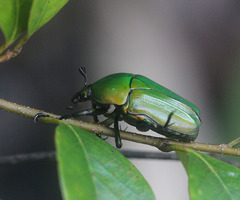 Ingrisma euryrrhina