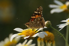 Vanessa cardui