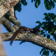 Heliosciurus rufobrachium
