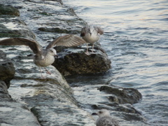 Larus michahellis