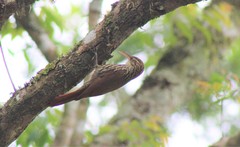 Lepidocolaptes falcinellus